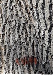 Tree Bark